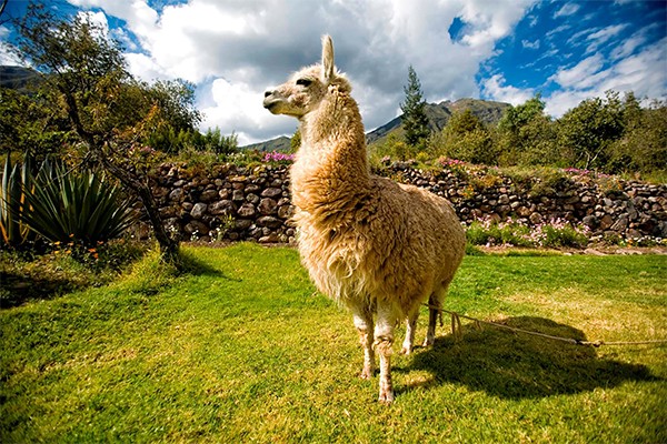 Protected: Wechsler/Tang Peru Trip 2023