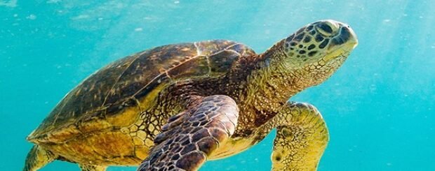 7 Great Reasons To Visit The Galapagos Islands