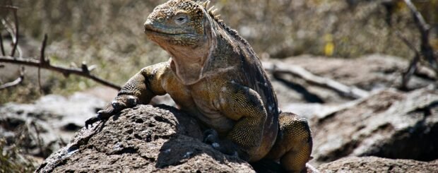 4 Reasons To Visit The Galapagos Islands