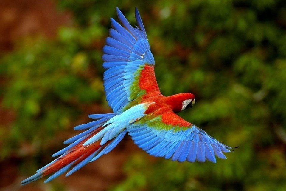 Protected: Sabharwal Machu Picchu and Amazon Jungle Tour 2024