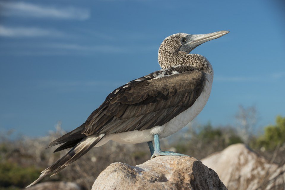 Protected: Zimmerman Galapagos Islands Tour 2024
