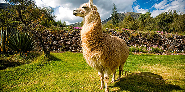 Alpaca-Inca-Heartland-Brian-640x426-1