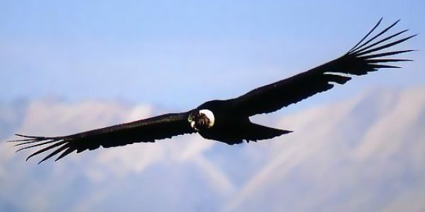 CONDOR-EXPRESS