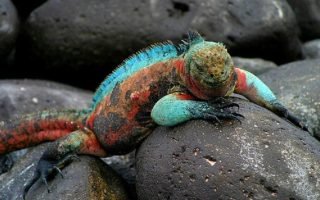 GALAPAGOS-GUAYAQUIL-MACHU-PICCHU-e1416415961706