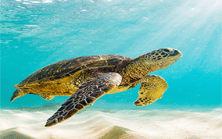 Galapagos-sea-turtle-1