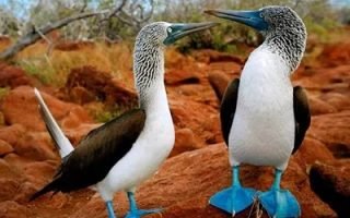 ecuador-and-galapagos-vacations