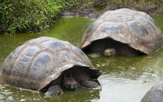 galapagos3